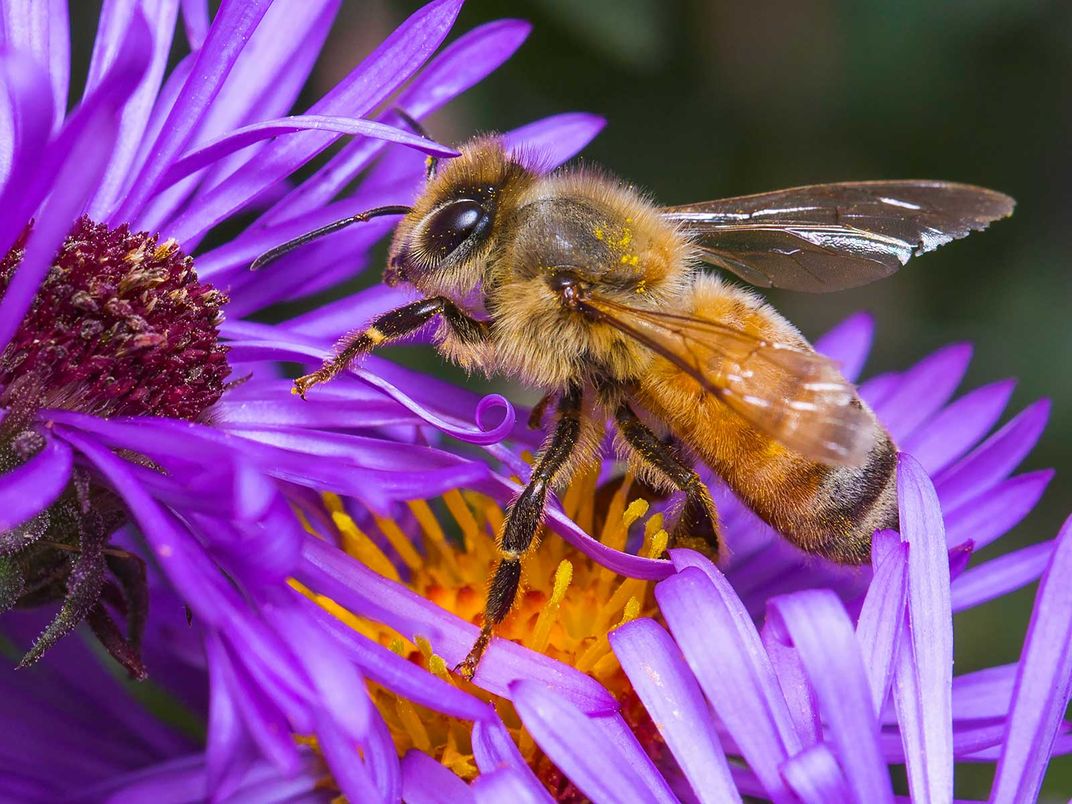 Honeybee on Flower