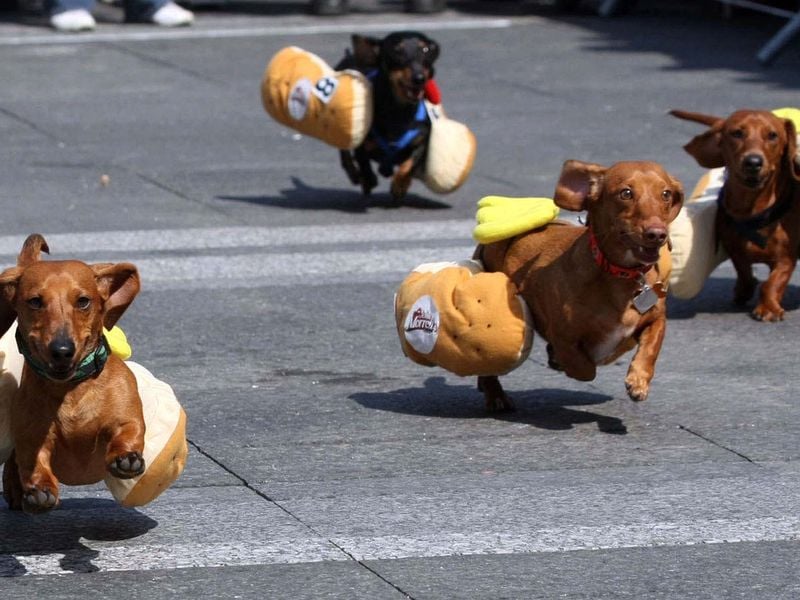Dogs take part in the Running of the Wieners in Cincinnati,Ohio