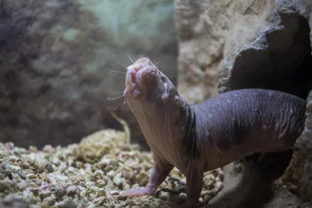 Naked mole-rats rule!