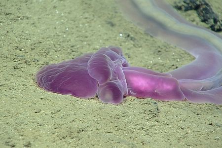 An acorn worm observed at a dive spot called Twin Peaks 