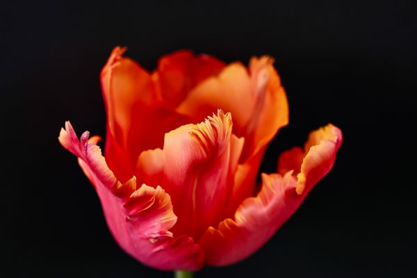 Amazing Parrot Tulip thumbnail