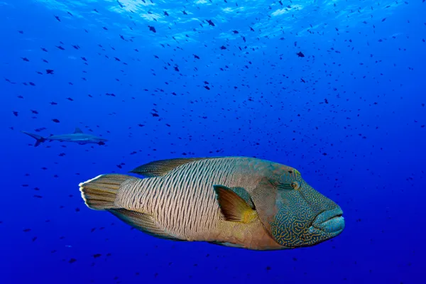 Elegance of a Napoleon Wrasse thumbnail