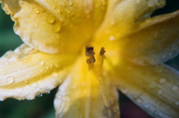 Ant on a yellow flower thumbnail