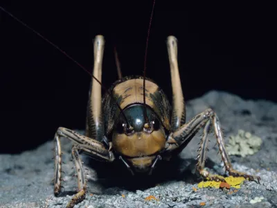 Mormon crickets, present in several states across the U.S., are linked to crop damage and can be a nuisance.