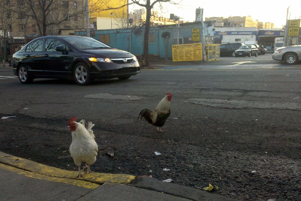 City Chickens