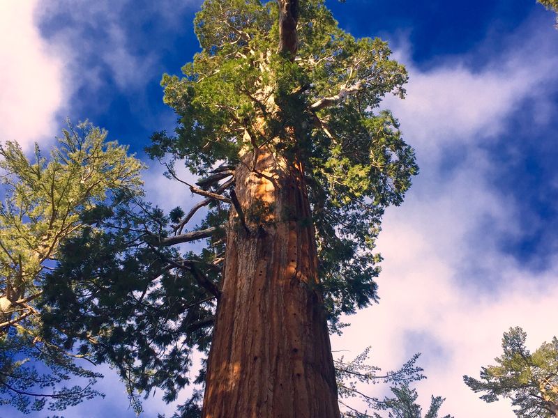 The General Grant Tree 