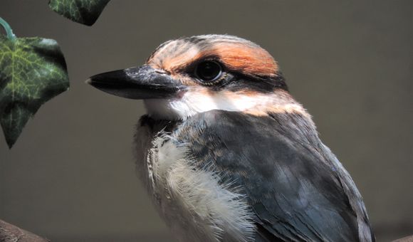 A 41-day-old Guam kingfisher chick at the Smithsonian's National Zoo and Conservation Biology Institute. With fewer than 140 Guam kingfishers left in the world, all living in human care, every chick is precious.