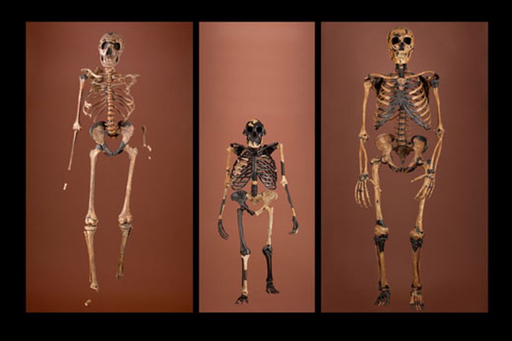 24_skeletons_erectus_afarensis_neanderthalensis1.jpg