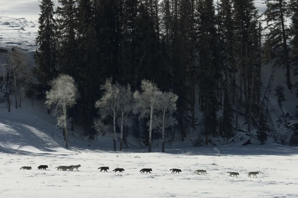 A line of grey wolves walking across the snow in Yellowstone National Park