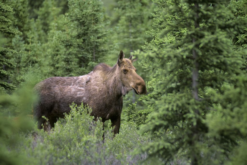 A moose amid trees