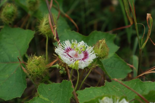 Flower of cape gooseberry thumbnail