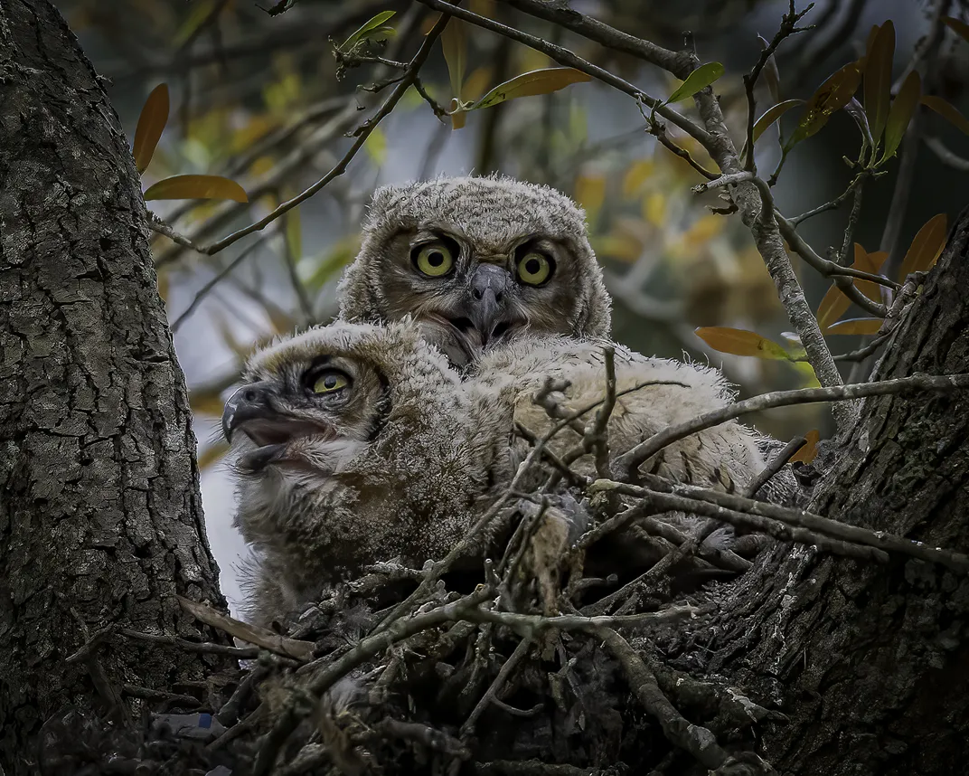 A pair of baby great horned owls