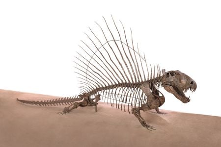 Dimetrodon.jpg