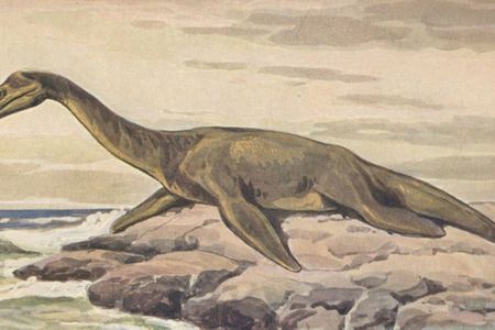 An artist’s depiction of a Plesiosaur, the same species Nessie reportedly belongs to.