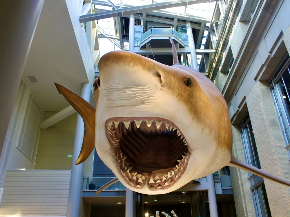 An orange and tan Megalodon hangs over the museum's food court with its supersized mouth agape.
