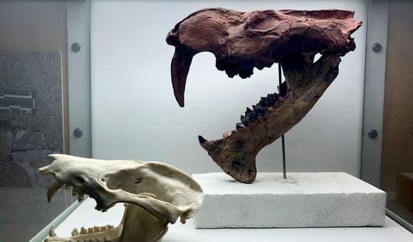 Image 02_Opossum & sabretooth marsupial skulls_by Javier Luque.jpg
