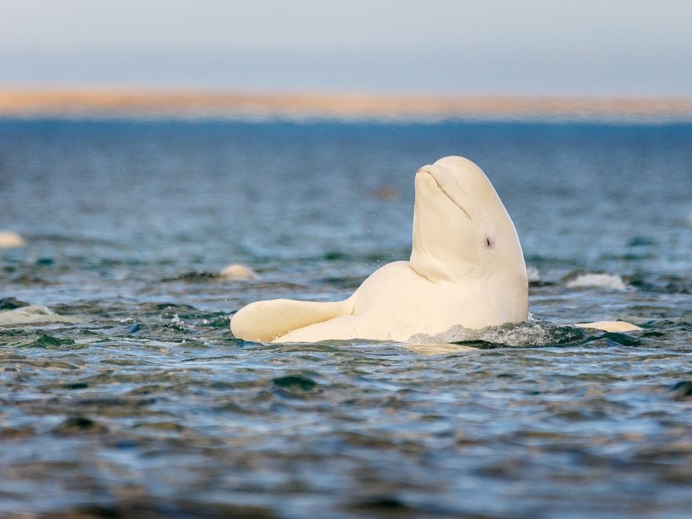 A while beluga whale floats on its back on the surface of the sea