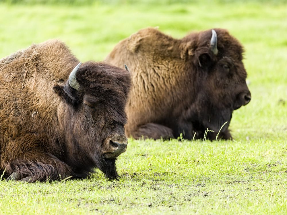 Wood Bison