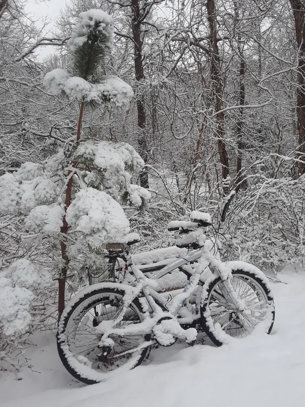 Snowy Morning Cape Cod Massachusetts thumbnail