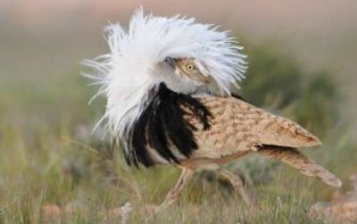 A male houbara bustard displays his feathers to get a female