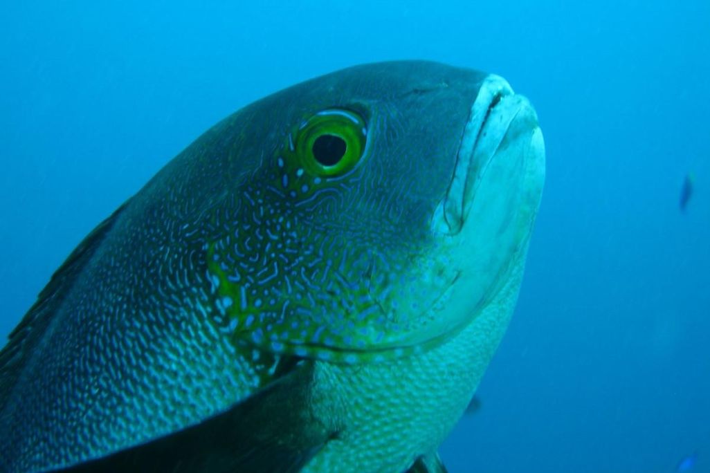 midnight snapper (Macolor macularis)