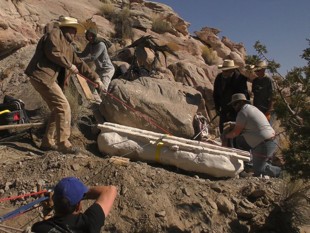 The team of researchers work to move the humerus, which is coated in a protective layer called a jacket. 