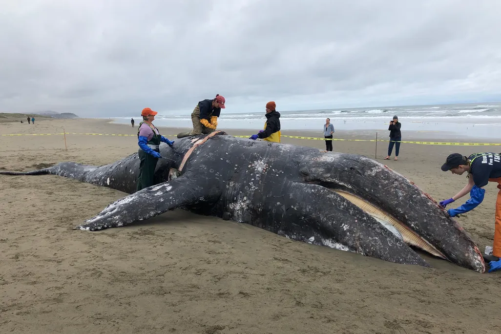 A. Gray whale_Ocean Beach_05.07.19_photo by Katie D'Innocenzo © The Marine Mammal Center.jpg
