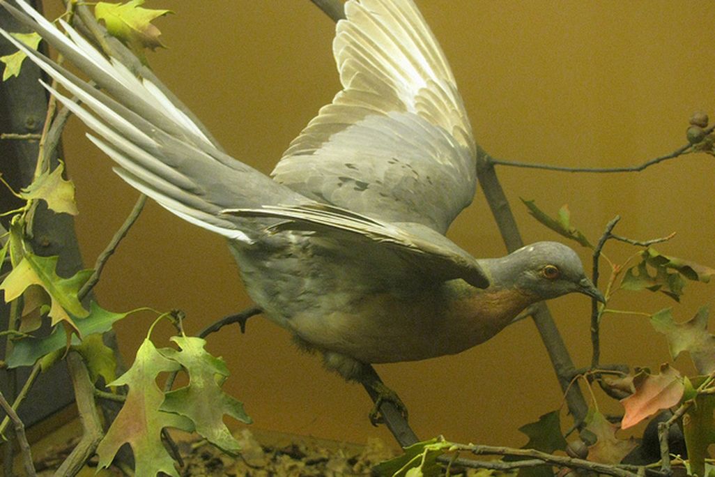 Today, passenger pigeons’ habitat consists of a few museum display cases around the U.S.