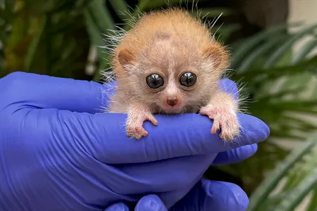 The babies were born on March 21, just six months after their parents were first introduced.