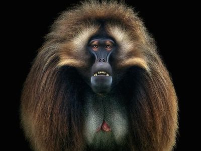 Gelada monkeys are known for long, flowing manes that continue down their backs.