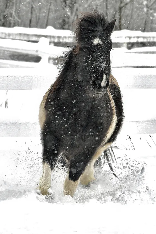 Icelandic Horse in the Snow thumbnail