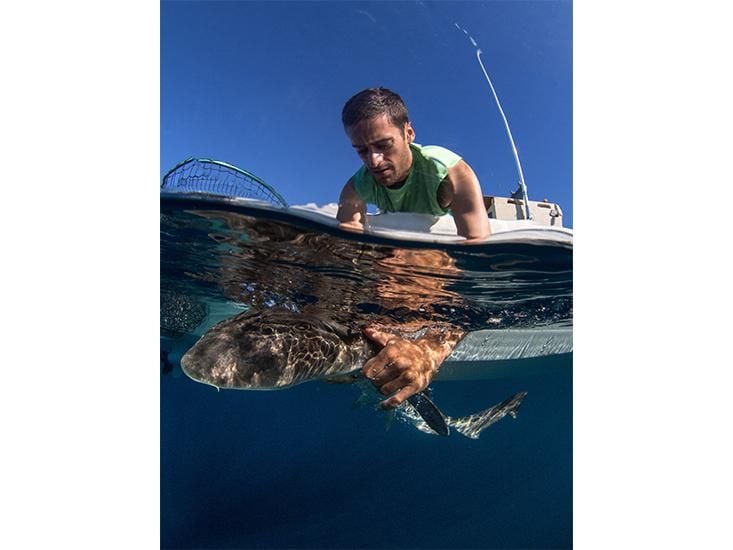 Leopard Sharks Navigate With Their Noses