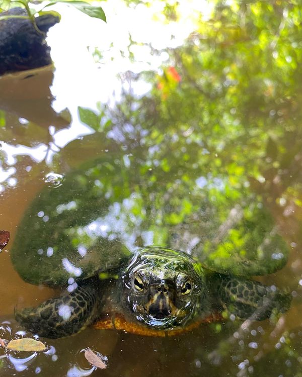 Turtle in a lake thumbnail