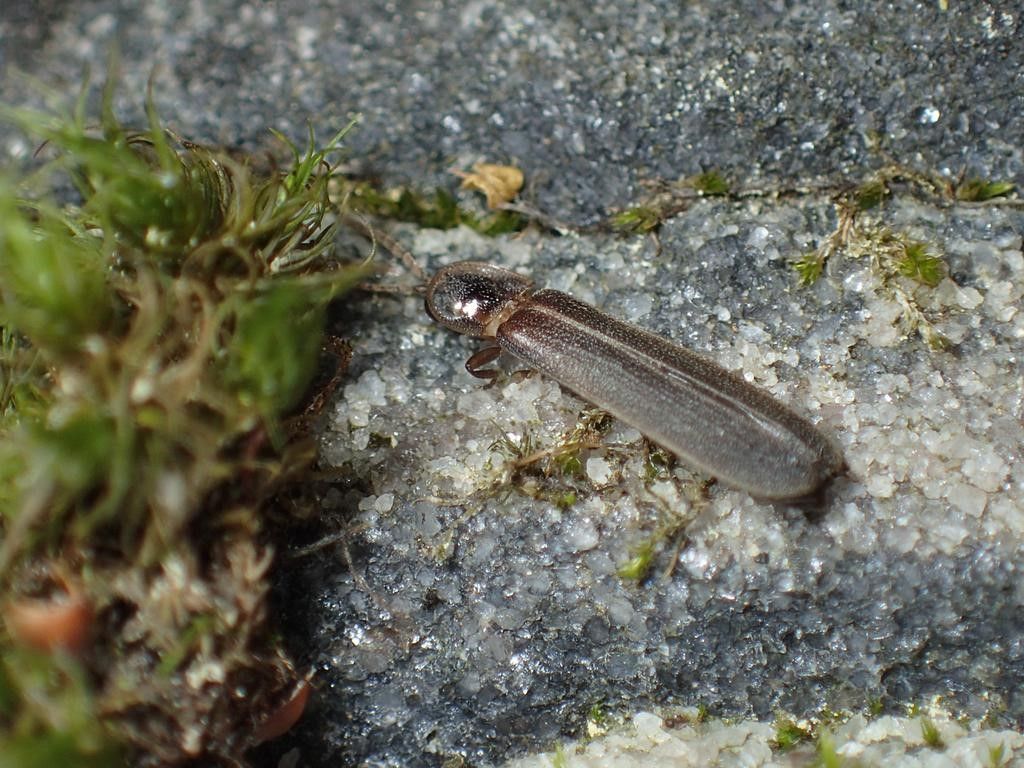 A close up of an insect on a rock.