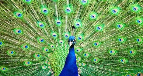 The Indian Peafowl may need help adapting to climate change.