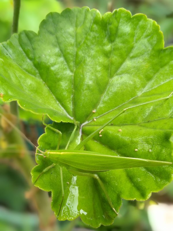 A Green grgrasshopper  on a wet geranium leaf thumbnail