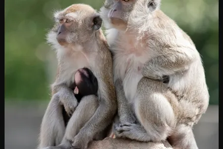 Officials are trying to recapture more than 40 monkeys that escaped from a research facility in Yemassee, South Carolina.