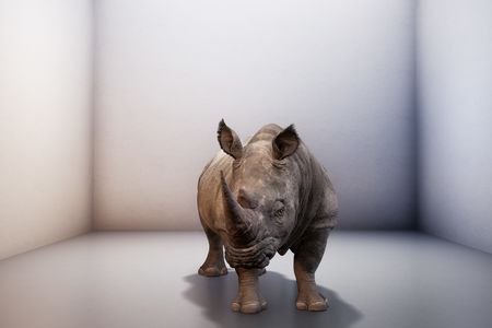 Over its two-minute lifetime, the faux rhino (above: The Substitute) adapts “to his environment and moves around. His form and his sound become more lifelike, but ultimately, he is coming to life without any natural context and in this completely digital form," says the museum's curator Andrea Lipps. 