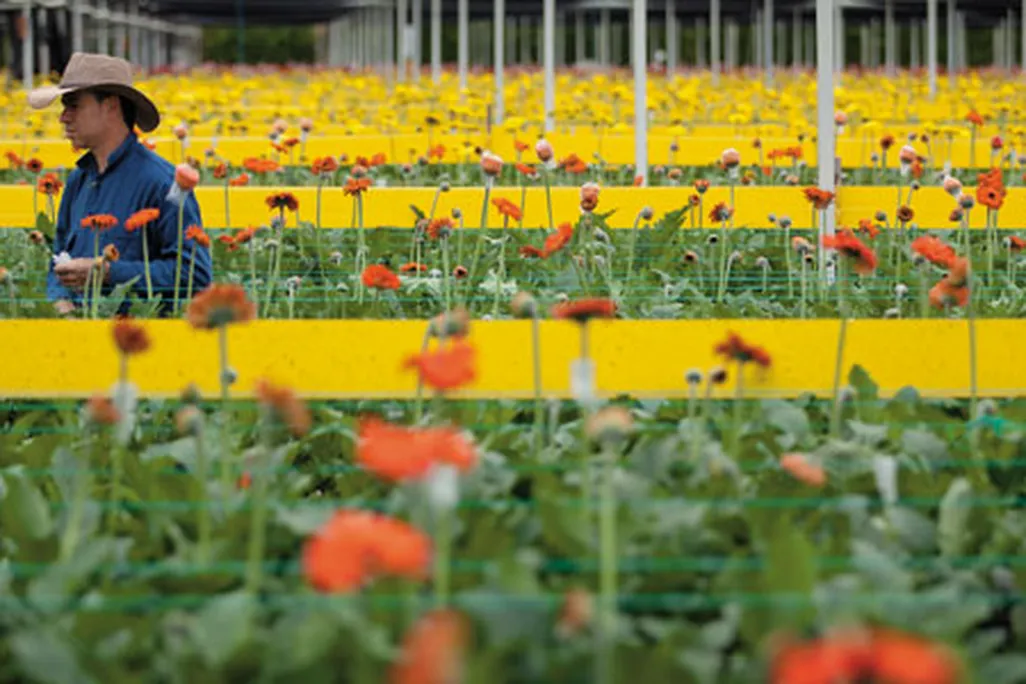 Gerbera daisies
