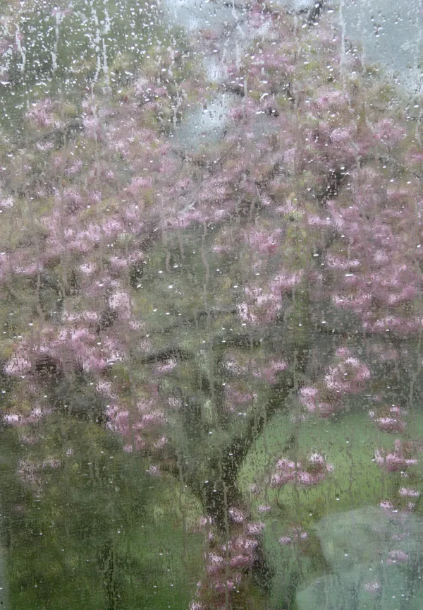 Cherry tree in the rain thumbnail