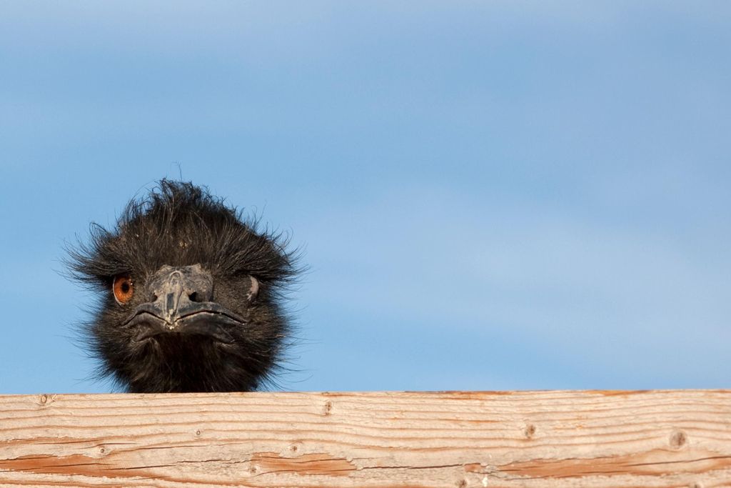 Dumb Emu