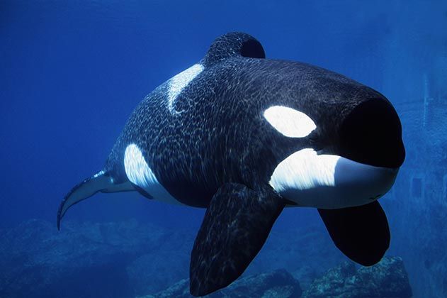 Keiko the Orca