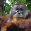 In a First, an Orangutan Healed His Own Wound Using a Known Medicinal Plant icon