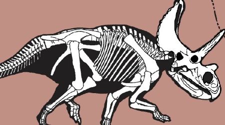 A skeletal reconstruction of Agujaceratops