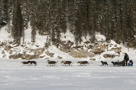 Sled dogs may not have enough snow during the 2016 Iditarod. 