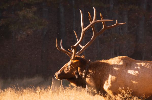 Cataloochee Bull Elk in Afternoon Sun thumbnail