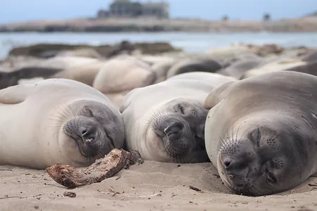 Sleeping northern elephant seals on the beach at A&ntilde;o Nuevo State Park, California.
