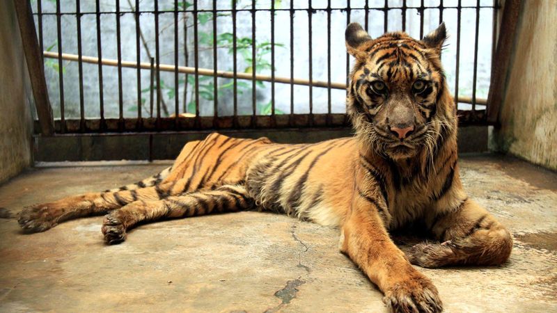 How Indonesia s Death Zoo Got Its Grisly Reputation Smart News