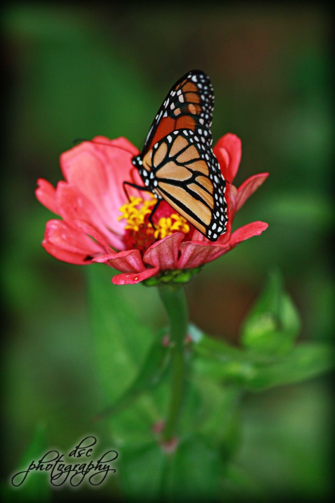 Beautiful butterfly resting on a flower. | Smithsonian Photo ...