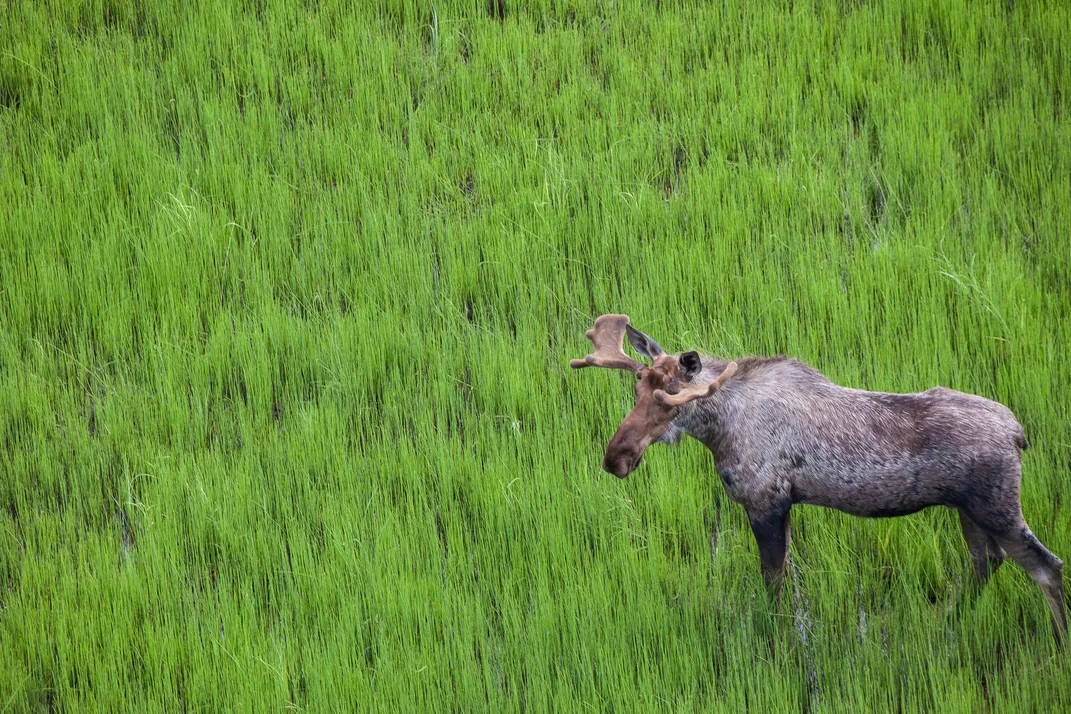 Moose